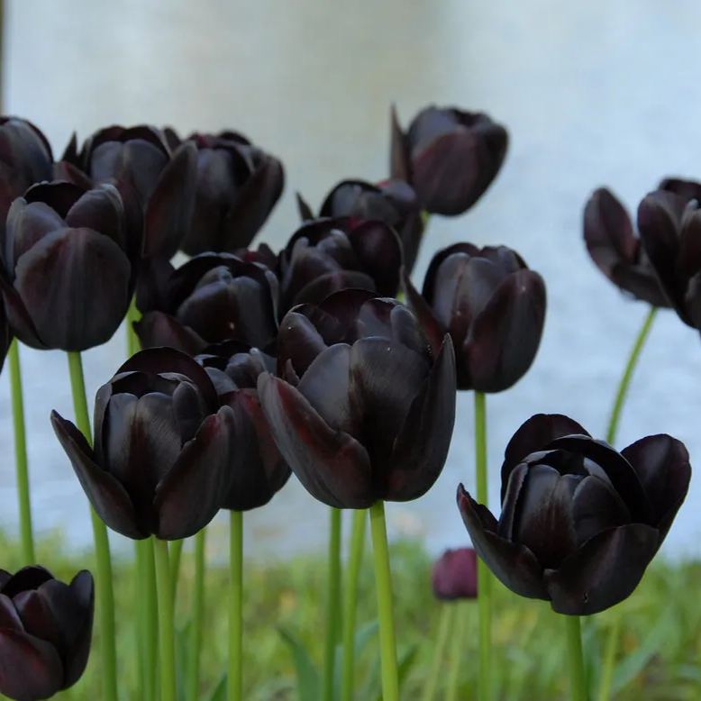 Black Hero Tulip Seeds