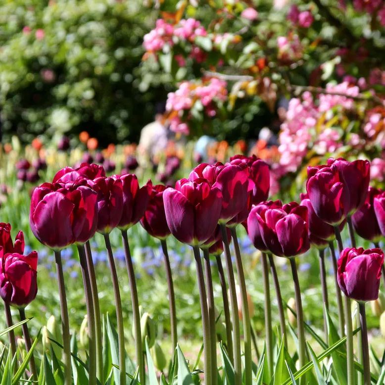 Purple Tulip Flower Seeds