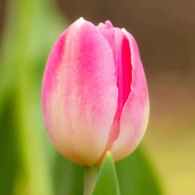 Bonsai Rare Color Tulip Seeds #16