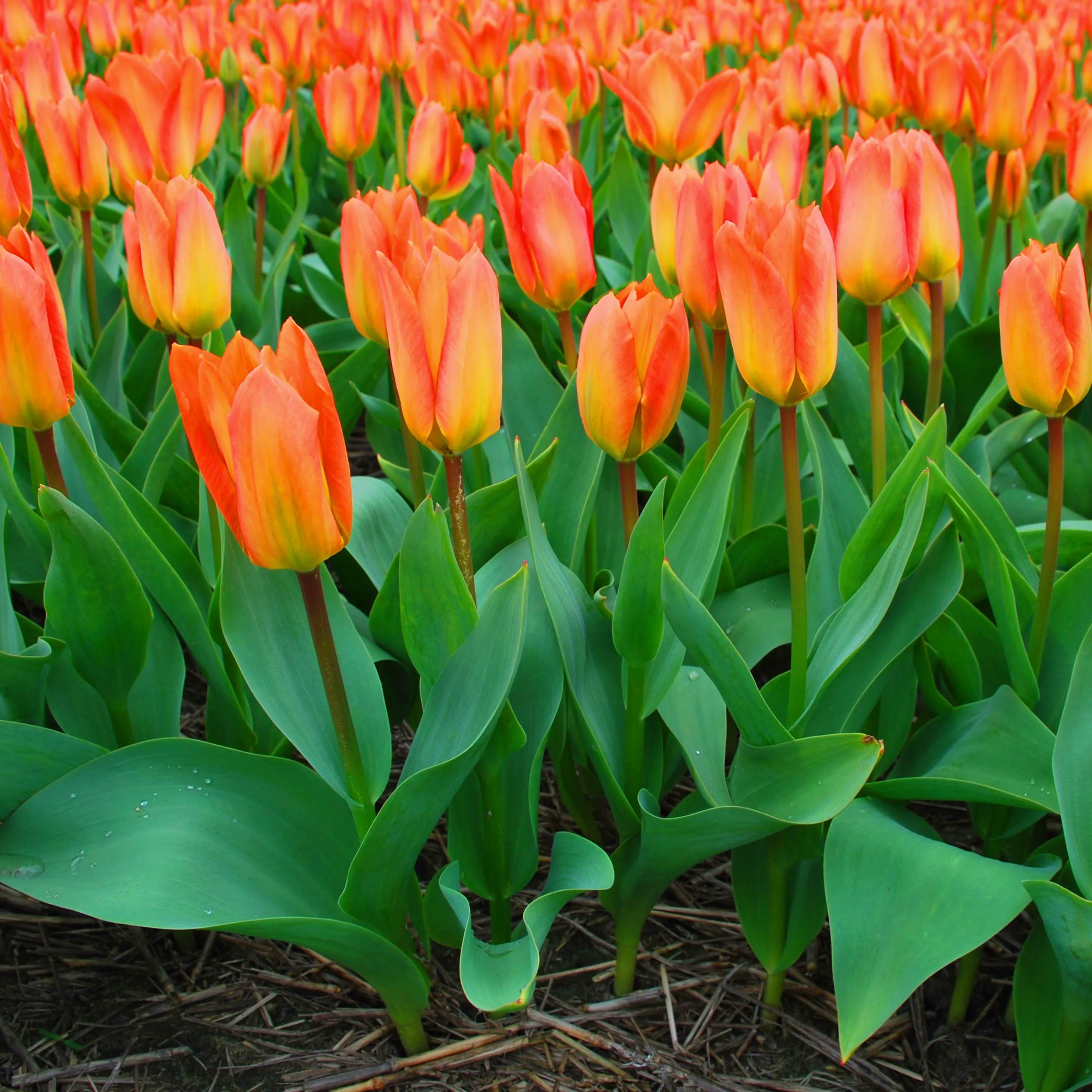 Orange Emperor Tulip Seeds