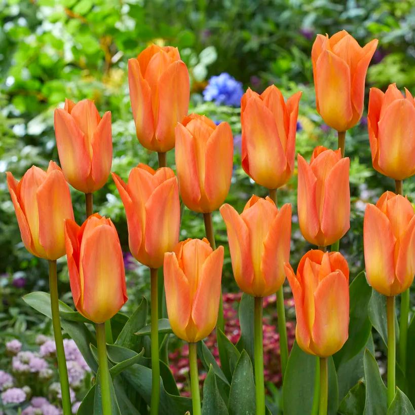 Orange Emperor Tulip Seeds