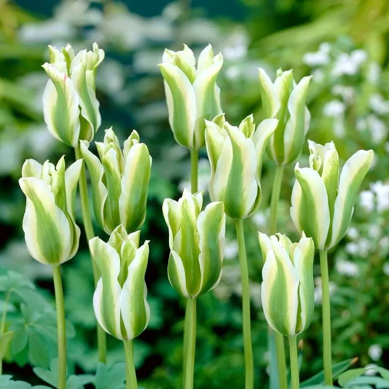 Spring Green Tulip Seeds