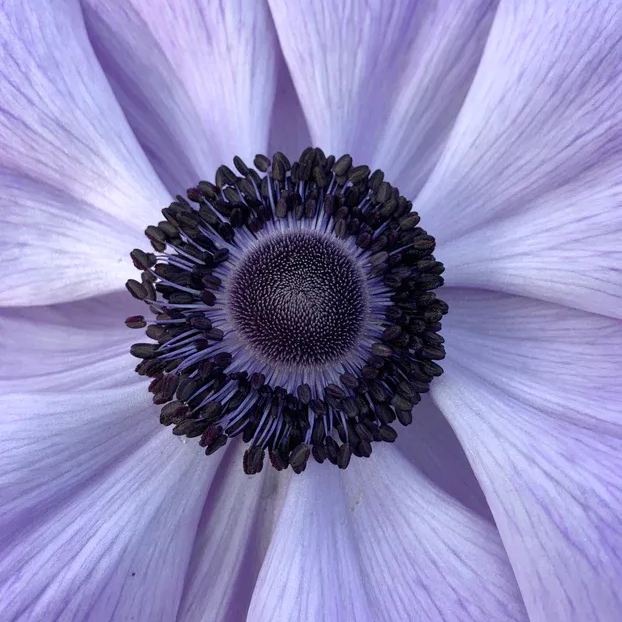 Azzurro Anemone Seeds