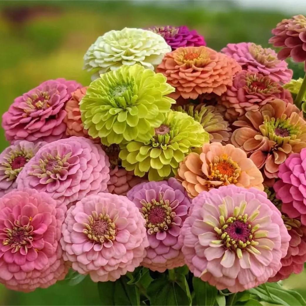 Mixed Color Zinnias Flower Seeds-Your Garden's Colorful Oasis