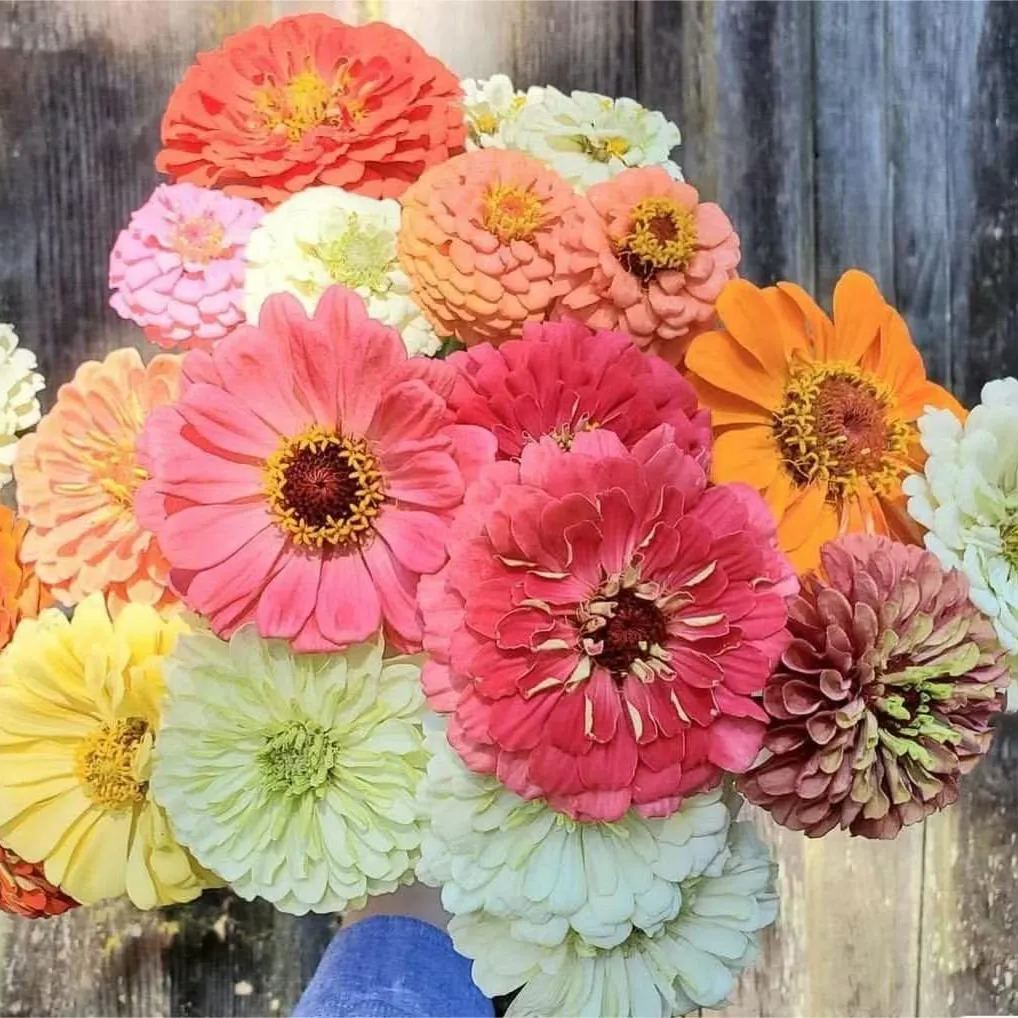 Mixed Color Zinnias Flower Seeds-Your Garden's Colorful Oasis