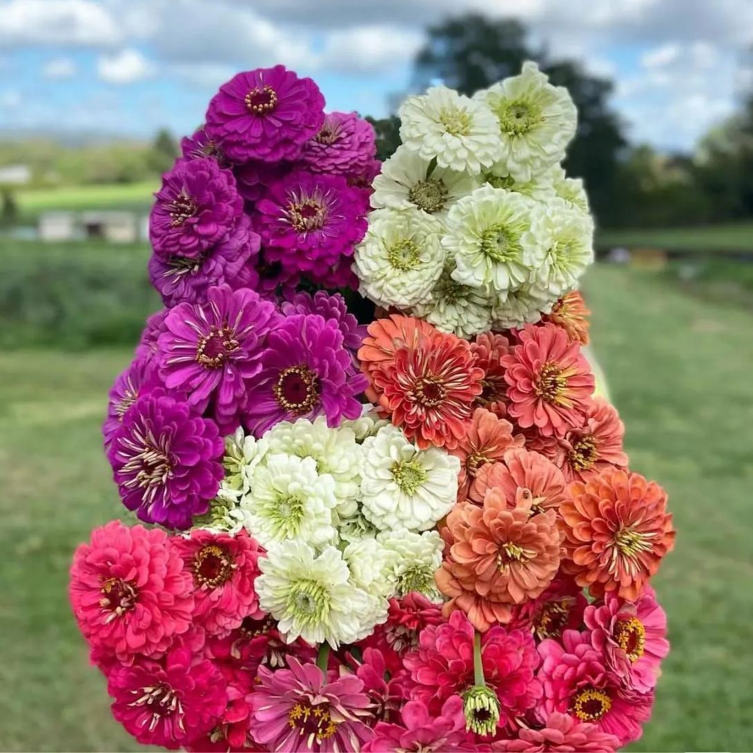Mixed Color Zinnias Flower Seeds-Your Garden's Colorful Oasis