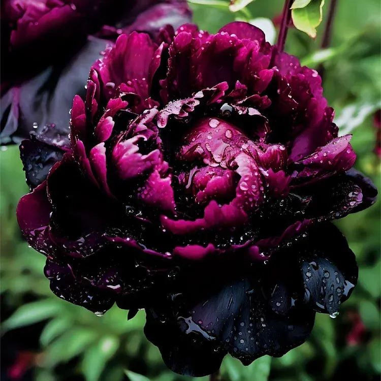 Colorful Peony Flower-Over 8 Colors.