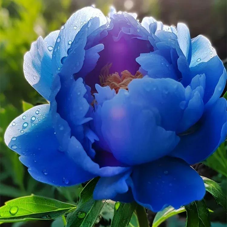Colorful Peony Flower-Over 8 Colors.