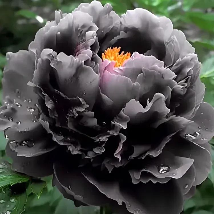 Colorful Peony Flower-Over 8 Colors.