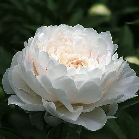 Colorful Peony Flower-Over 5 Colors.