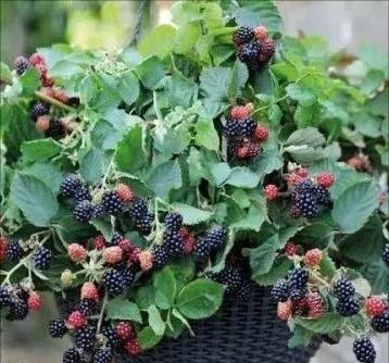 Sweet Giant Blackberry Seeds