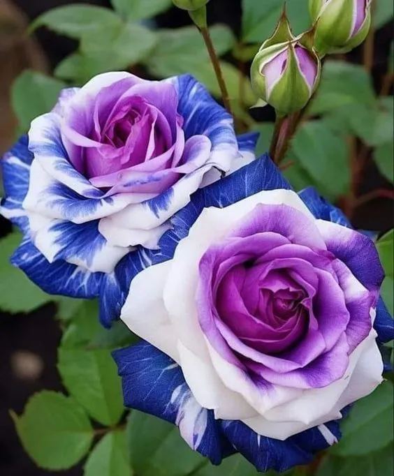 💙BLUE ENCHANTRESS ROSE SEEDS✨