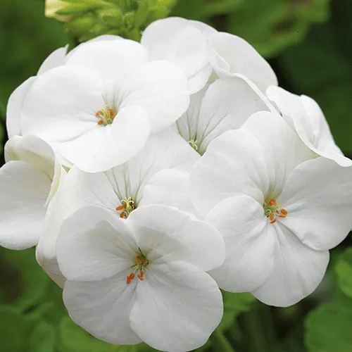 🌸Geranium - Summer Tranquility