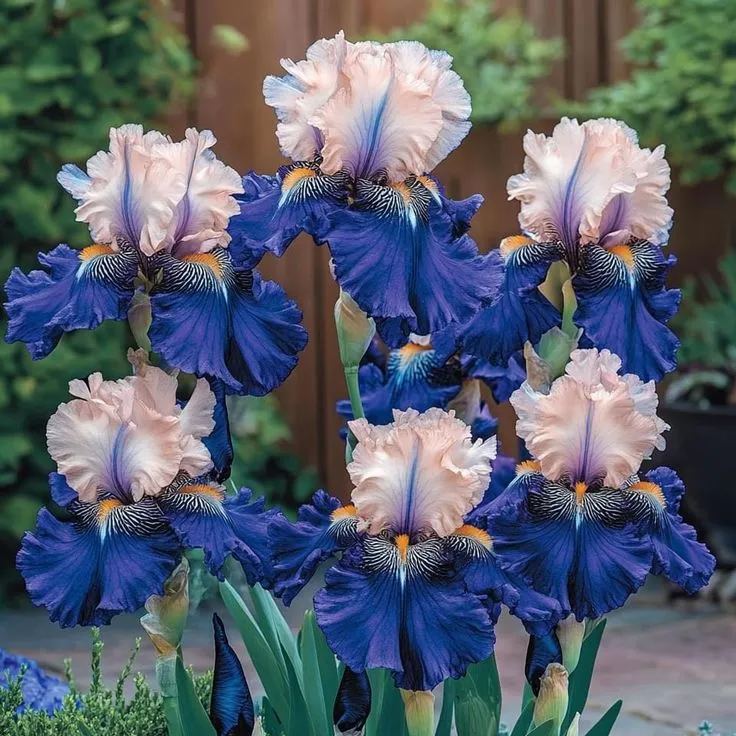 Rare Iris Bulbs⚜️