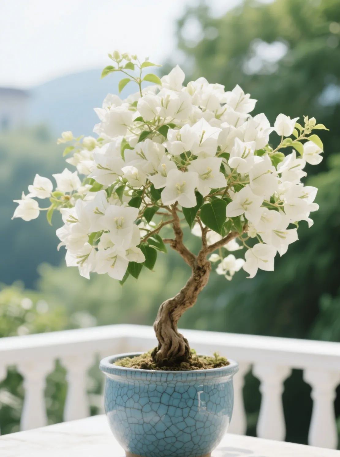 Colorful Bougainvillea Seeds