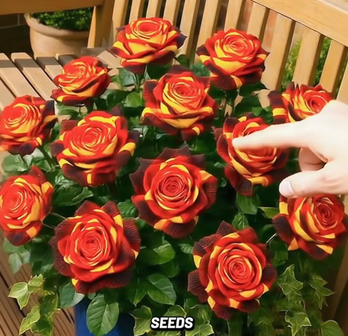 💙BLUE ENCHANTRESS ROSE SEEDS✨