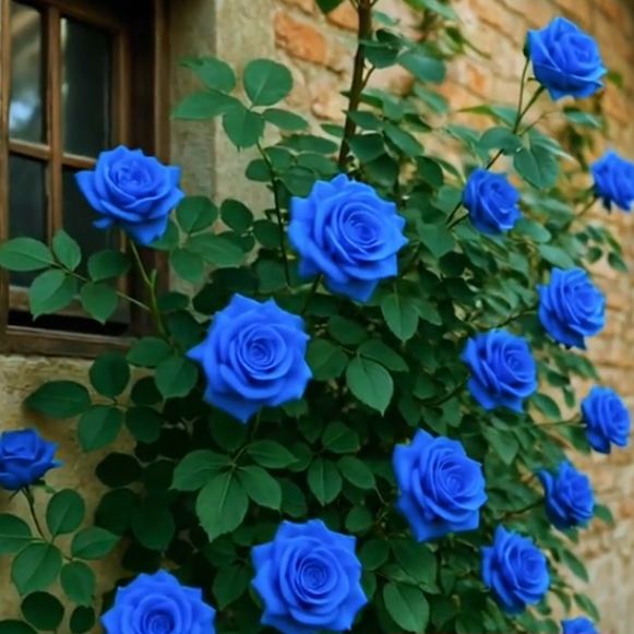 💙BLUE ENCHANTRESS ROSE SEEDS✨