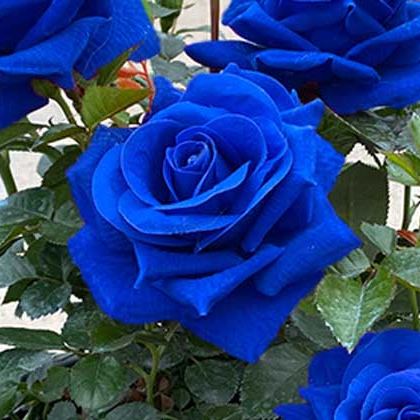 💙BLUE ENCHANTRESS ROSE SEEDS✨