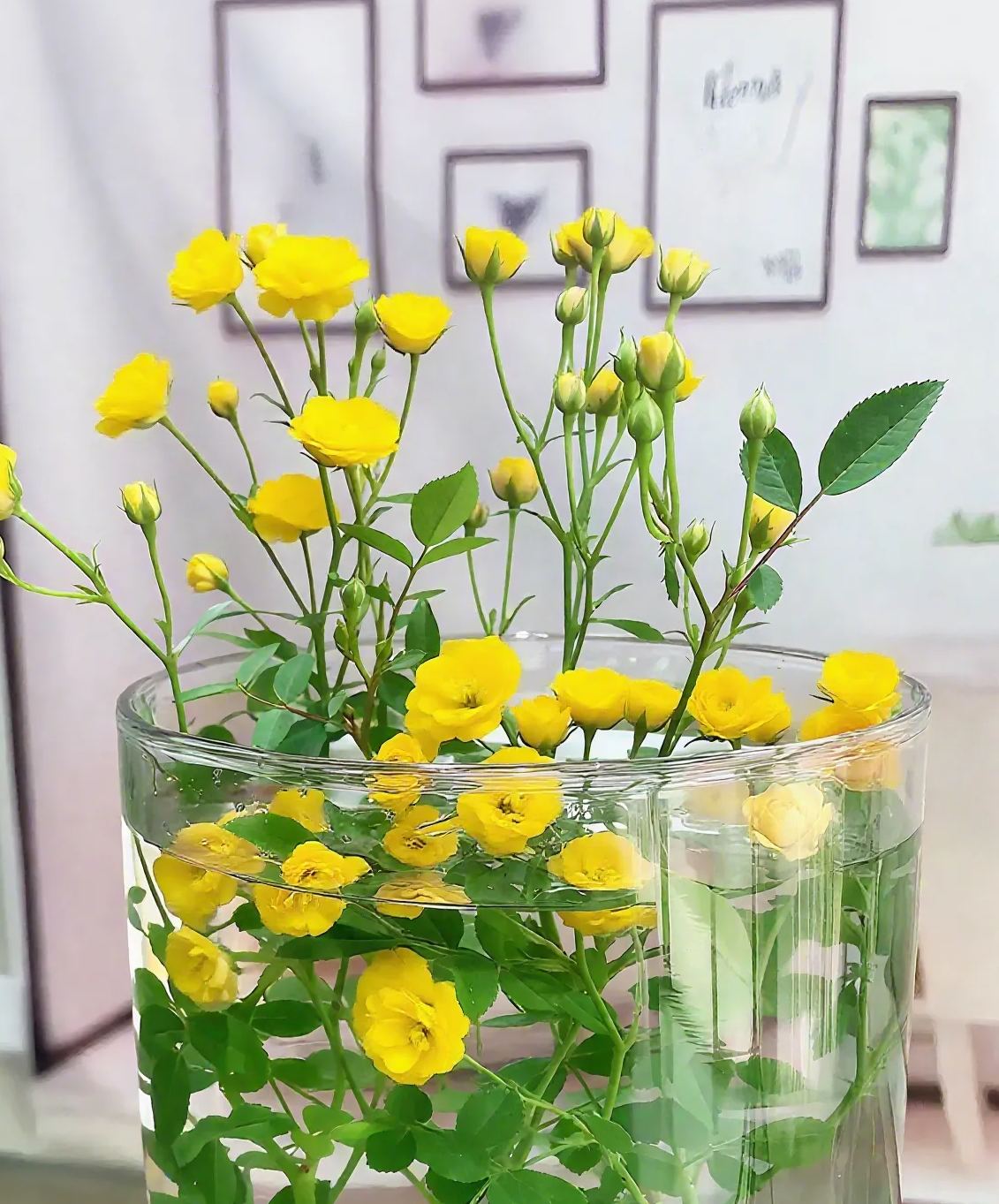 Water Beauty Rose-Miniature bonsai roses, blooming all year round, potted flowers Ornamental bonsai, indoor plants