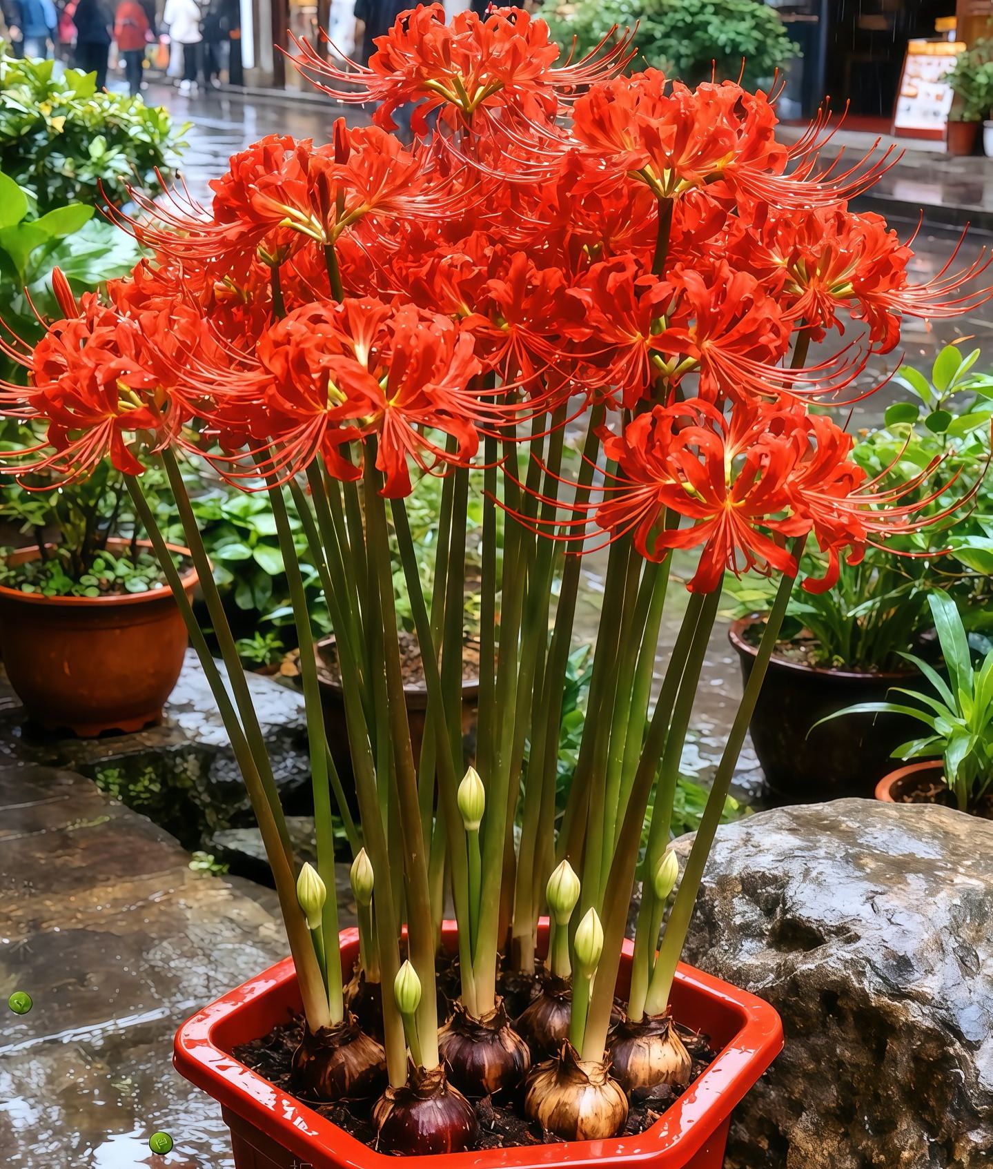 Multi Colors Spider Lily Bulbs