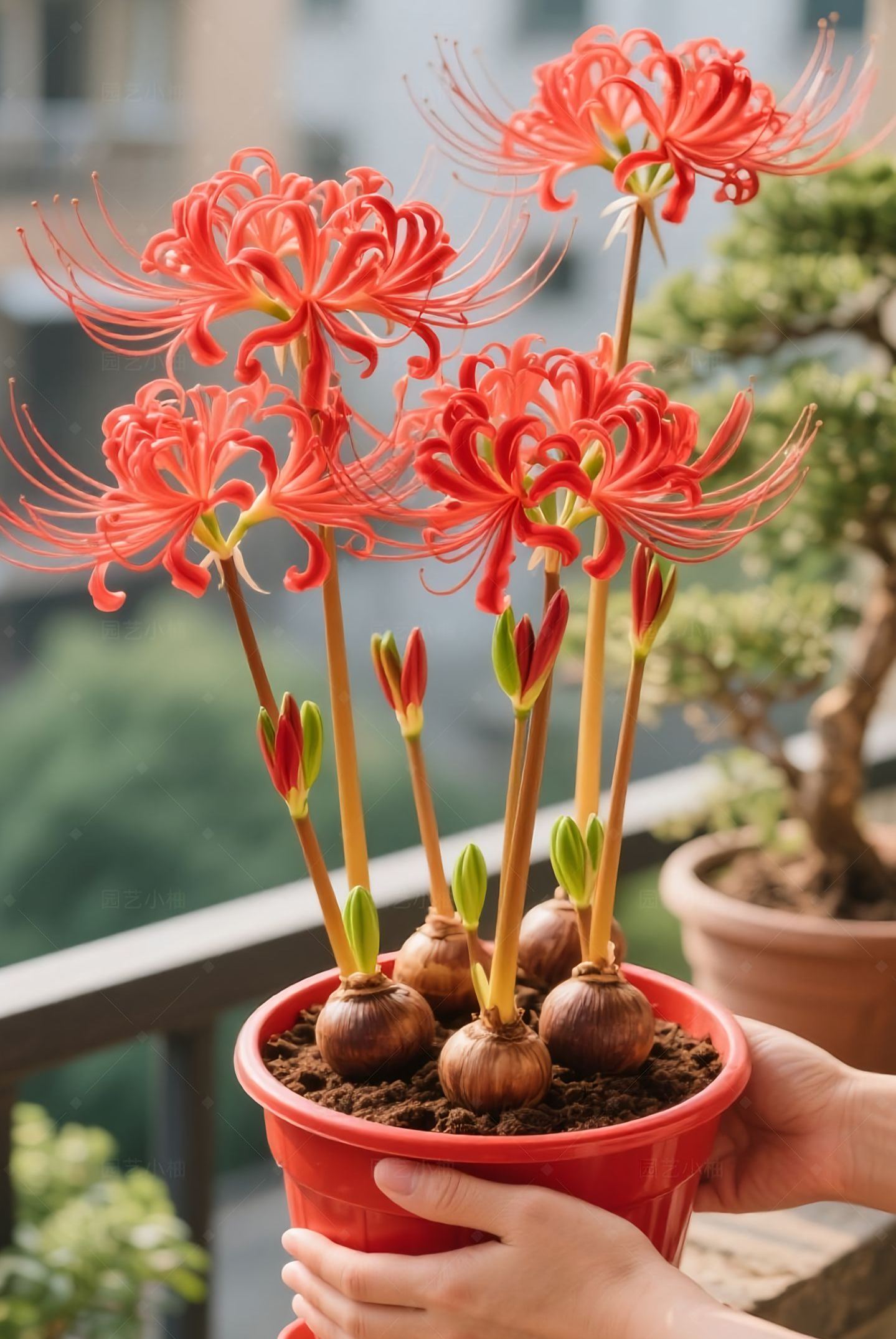 Multi Colors Spider Lily Bulbs