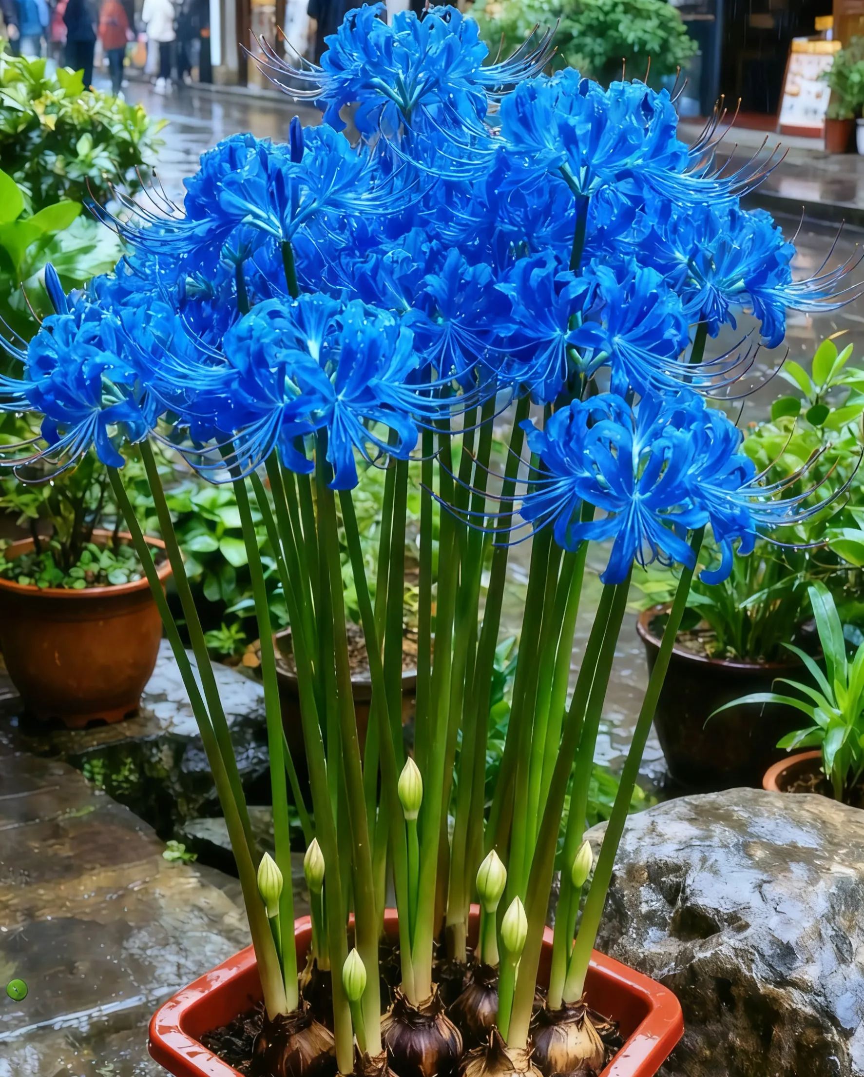 Multi Colors Spider Lily Bulbs