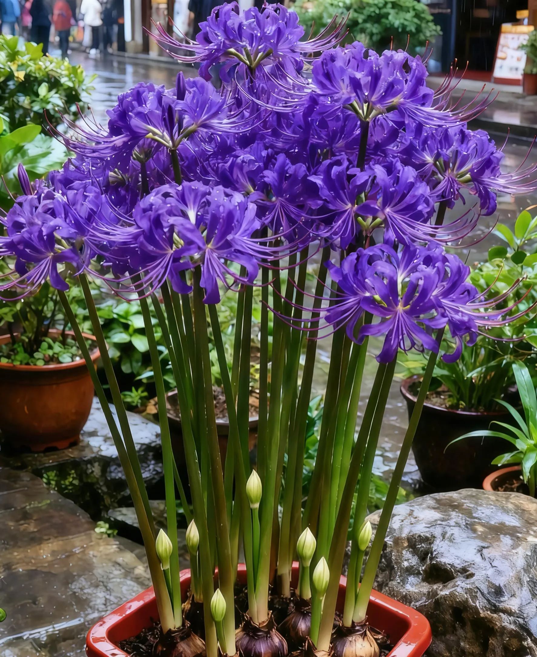 Multi Colors Spider Lily Bulbs