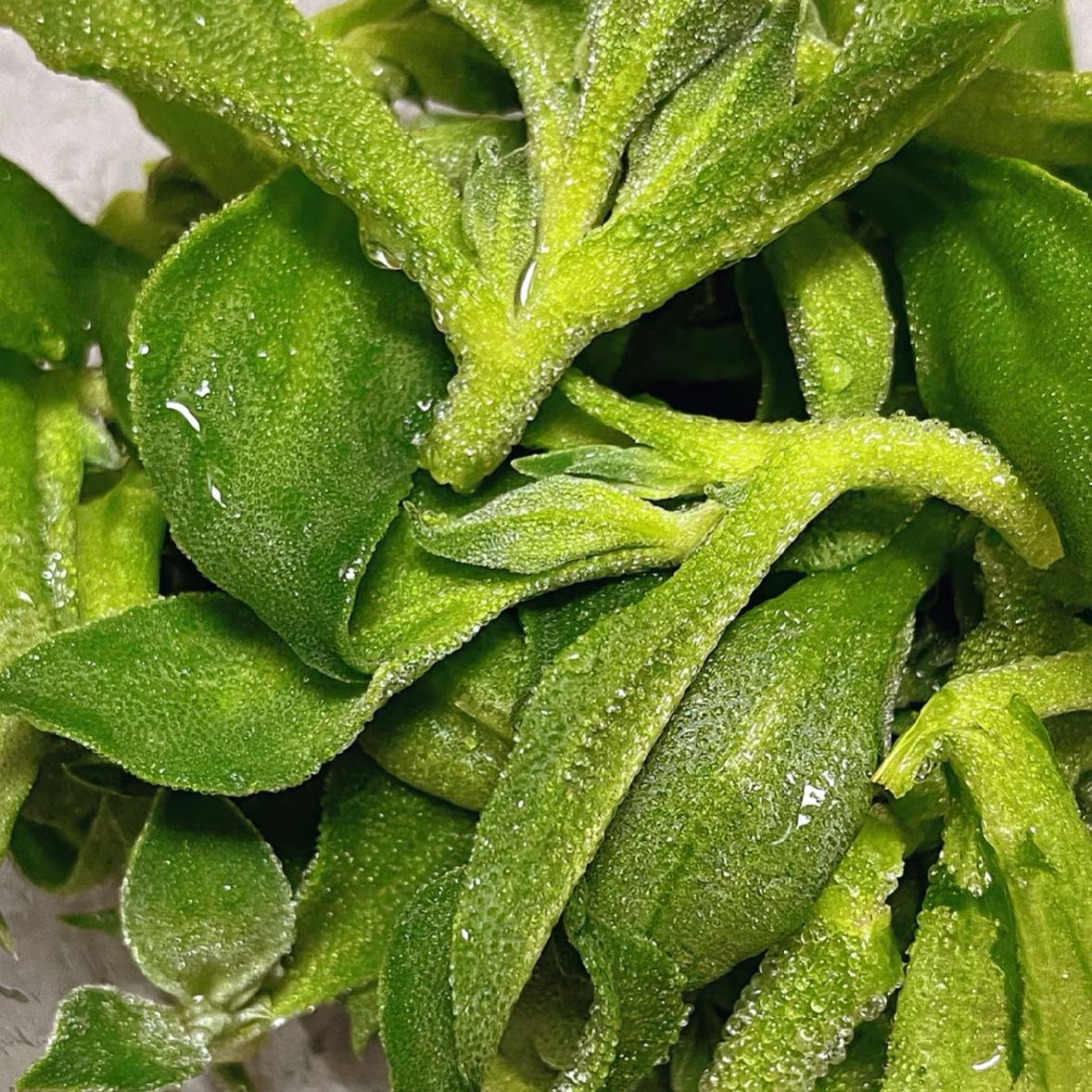 Crystal Ice Plant Seeds