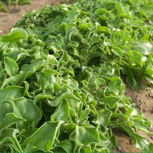 Crystal Ice Plant Seeds