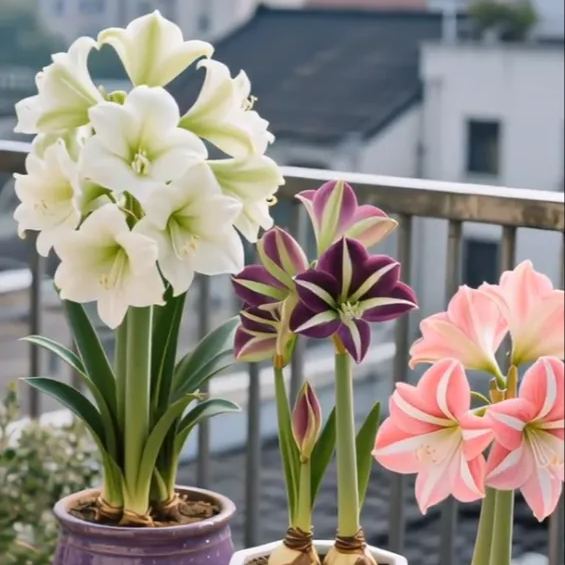 Double-Petaled Perfume Amaryllis Bulbs