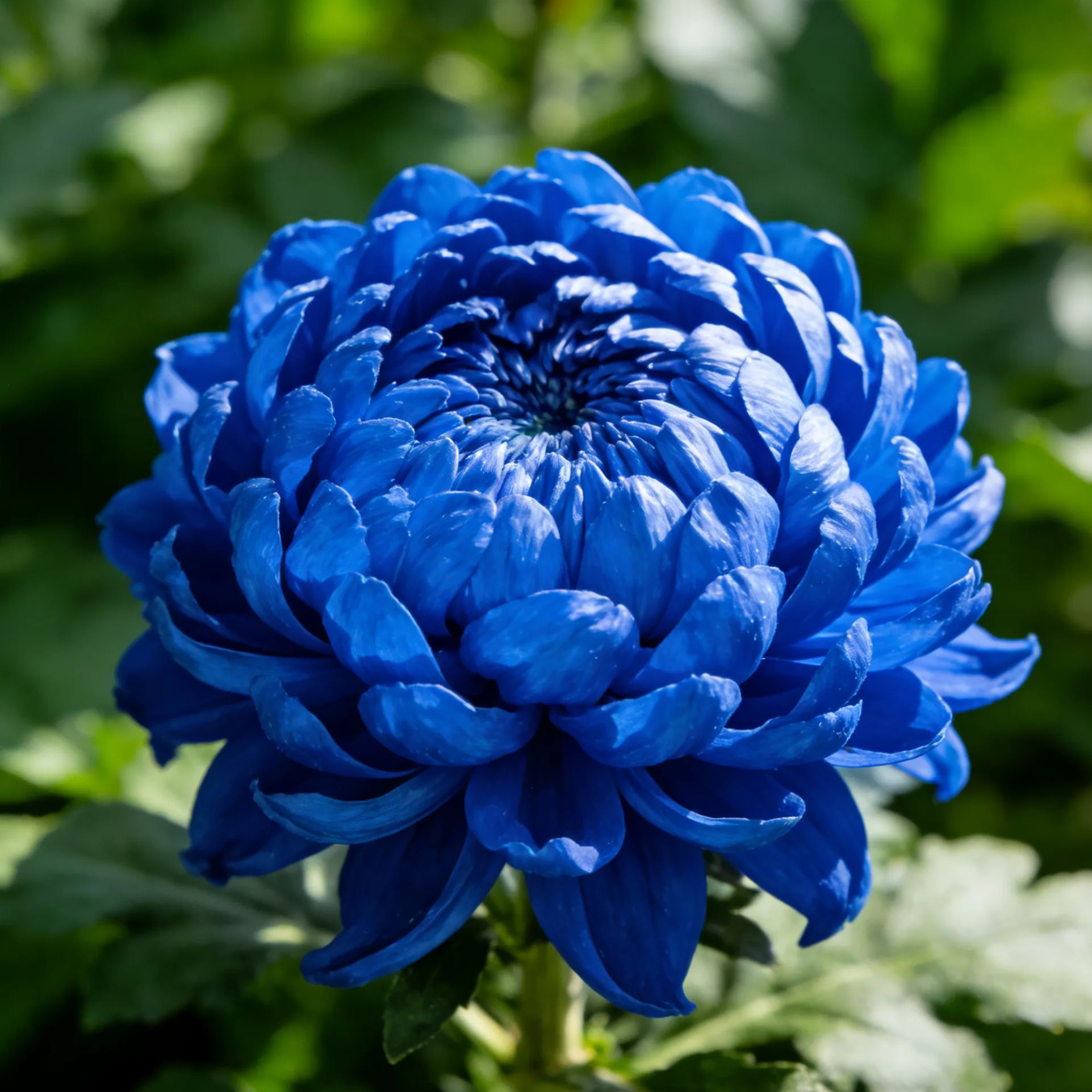 Colorful Peony Chrysanthemum Seeds