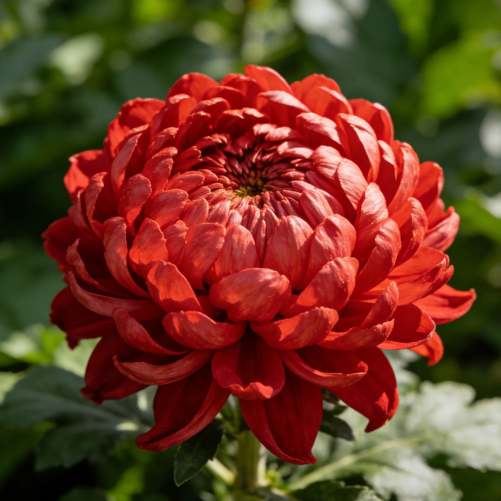 Colorful Peony Chrysanthemum Seeds