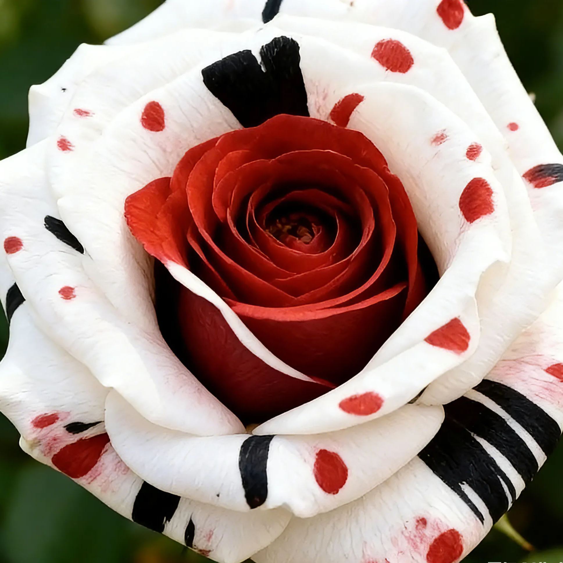 Rare Red White Black rose - Fire & Snow Rose