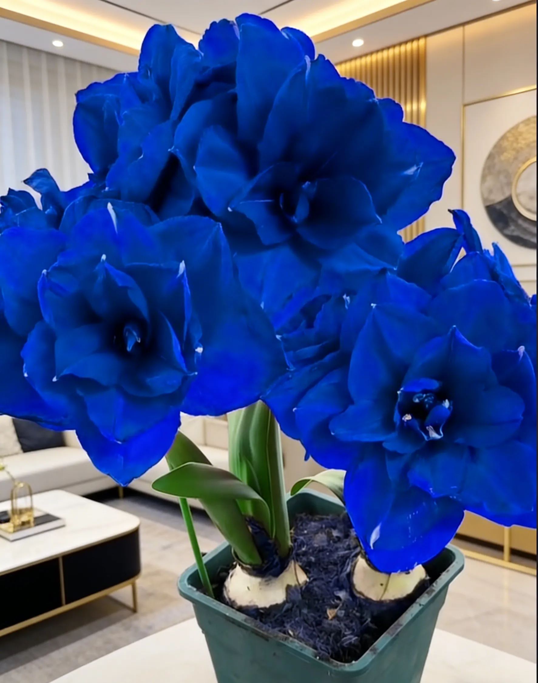 🌺Double-Petaled Perfume Amaryllis Bulbs