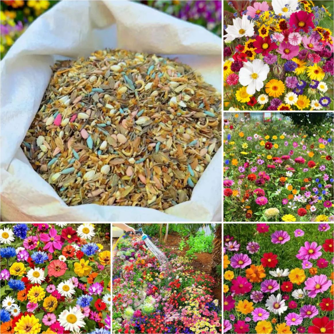 🔥Hot Sale🎉Mixed Perennial Wild Flowers Seeds（Over 60 kinds mixed）