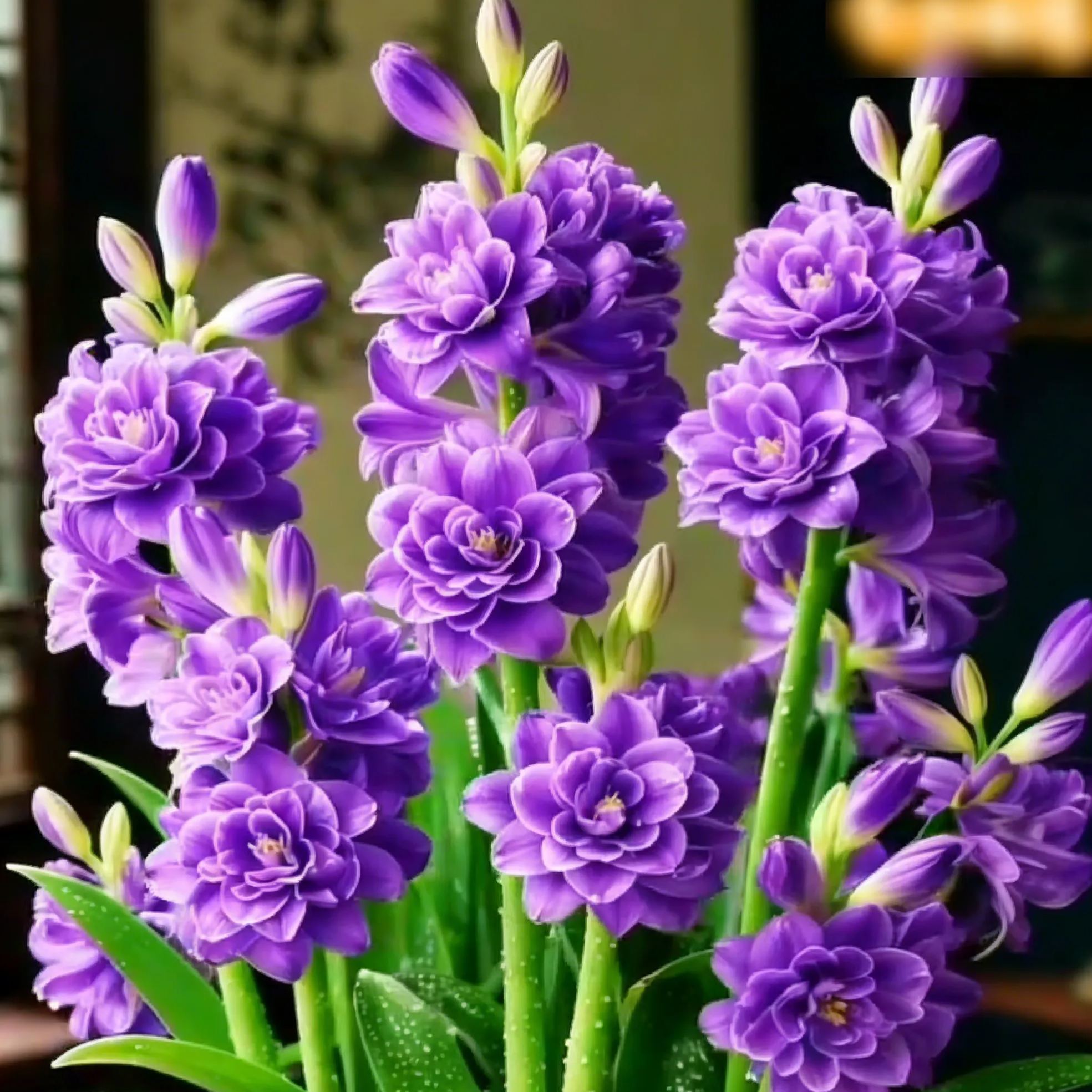 🔥【Limited Time Sale】Tuberose🌸 Bulbs! Enjoy 💥50% off, come by and grab it!