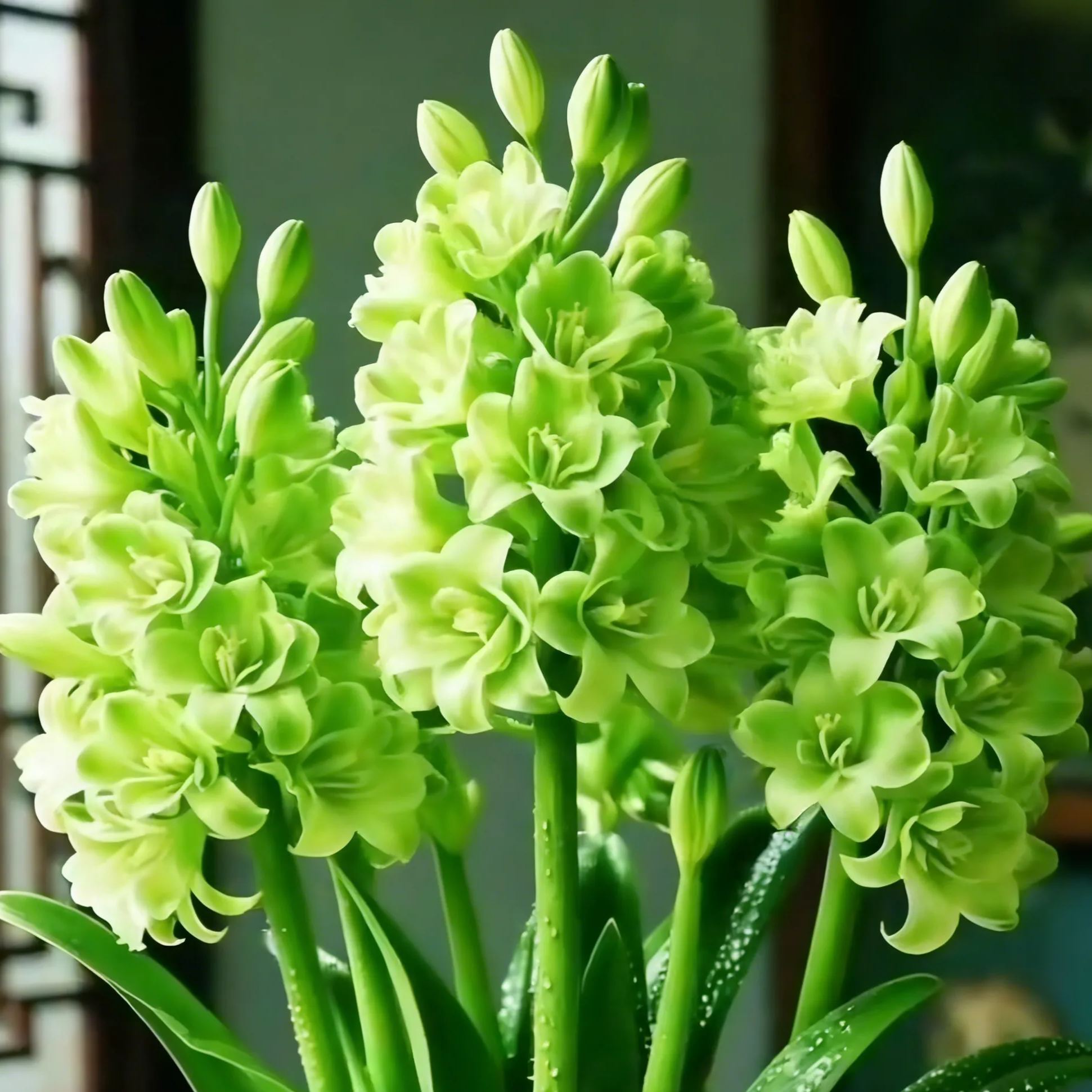 🔥【Limited Time Sale】Tuberose🌸 Bulbs! Enjoy 💥50% off, come by and grab it!