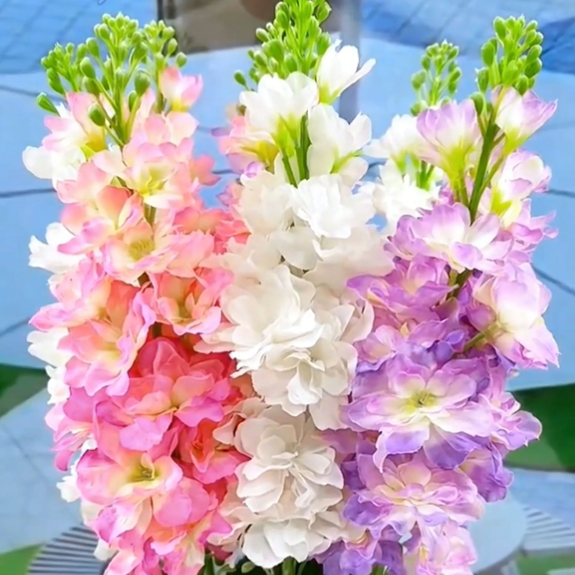 🔥【Limited Time Sale】Tuberose🌸 Bulbs! Enjoy 💥50% off, come by and grab it!