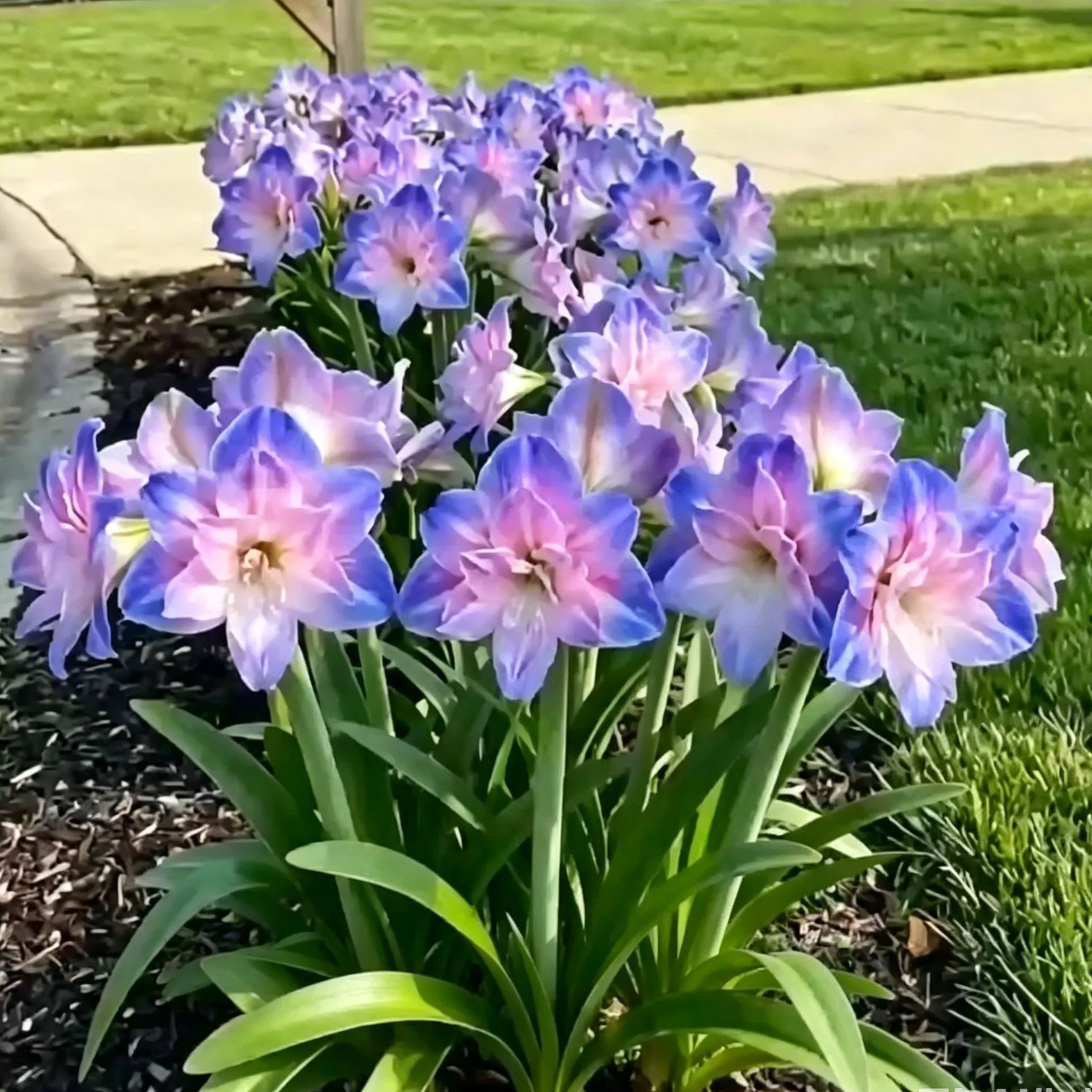 Double-Flowered Amaryllis Bulbs🌼