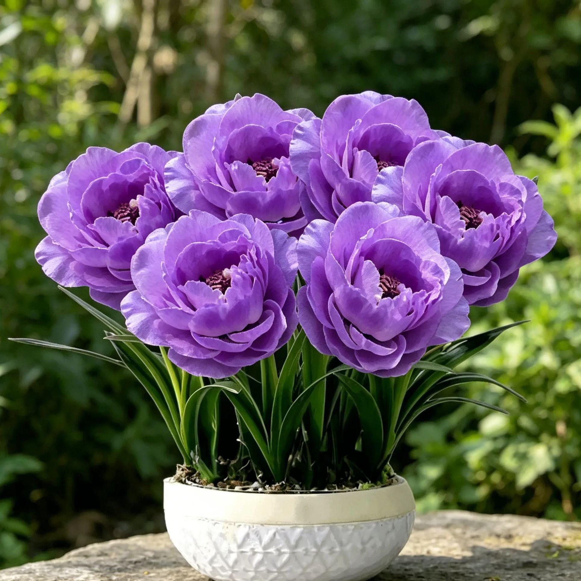 Purple Moon Orchid - Mosquito Repellent Orchid