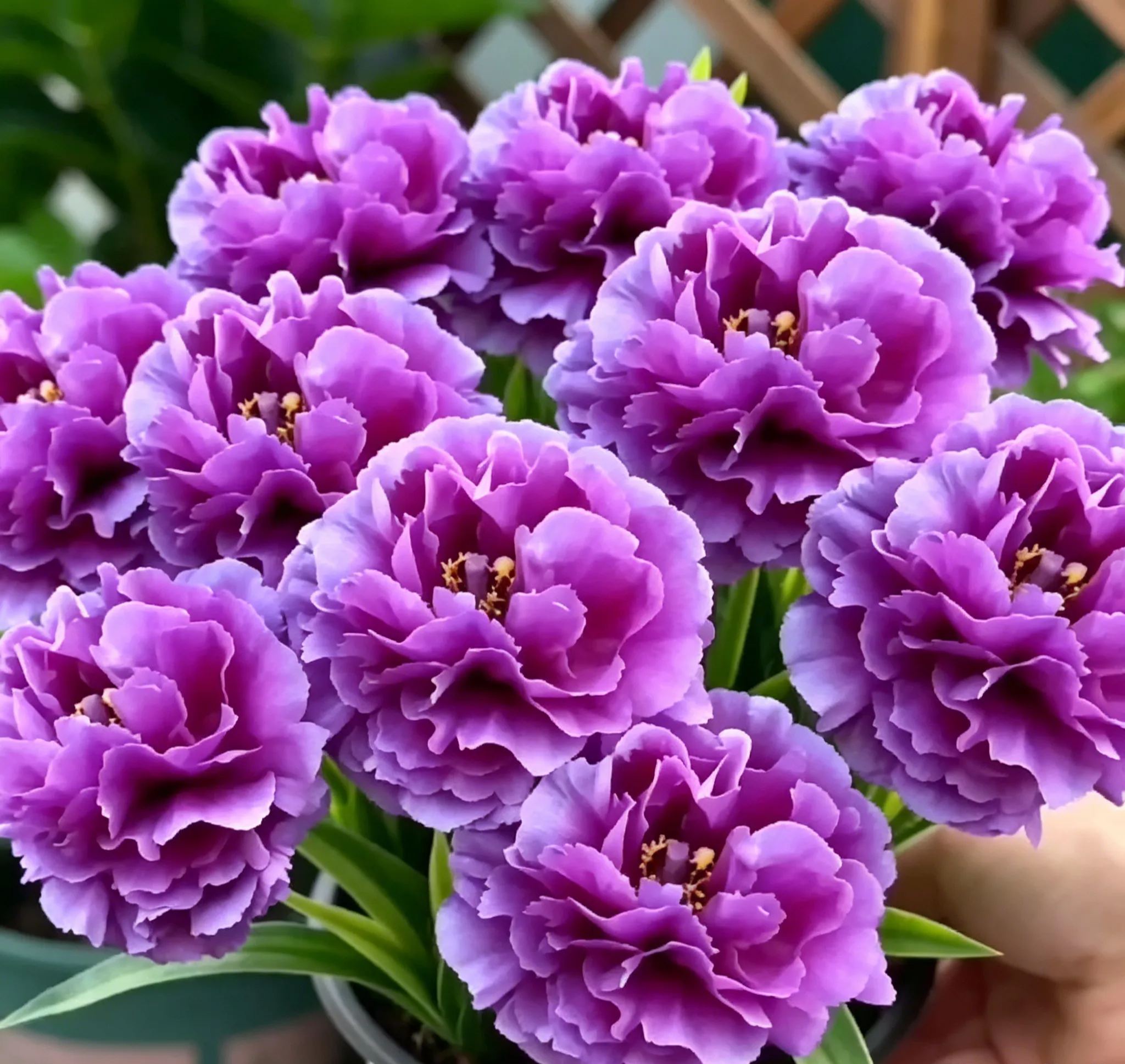 Purple Moon Orchid - Mosquito Repellent Orchid