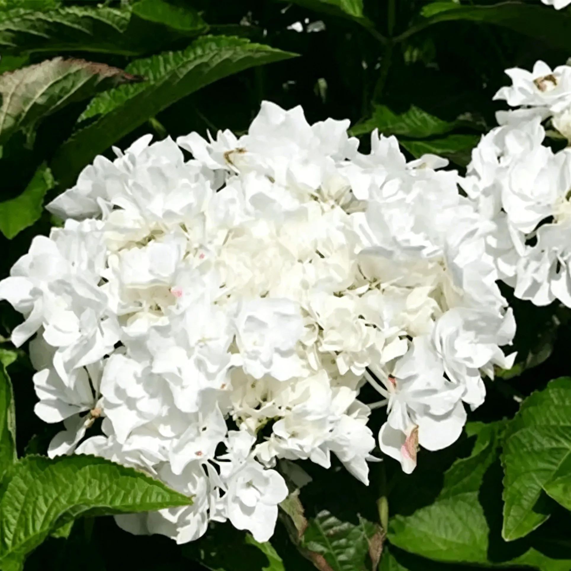 🔥🔥Mix Hydrangea Seeds - Beautiful and Hardy Perennial Seeds for Your Garden