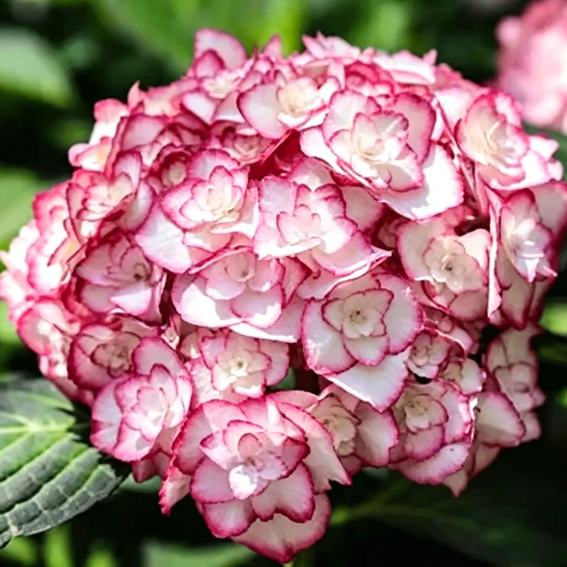 🔥🔥Mix Hydrangea Seeds - Beautiful and Hardy Perennial Seeds for Your Garden