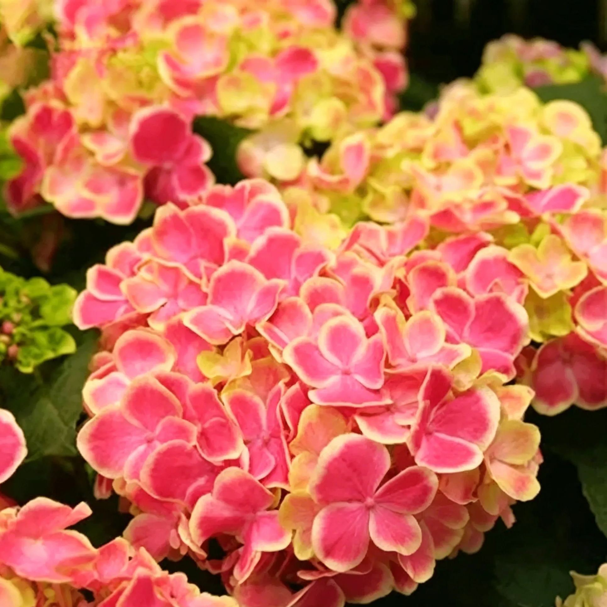 🔥🔥Mix Hydrangea Seeds - Beautiful and Hardy Perennial Seeds for Your Garden