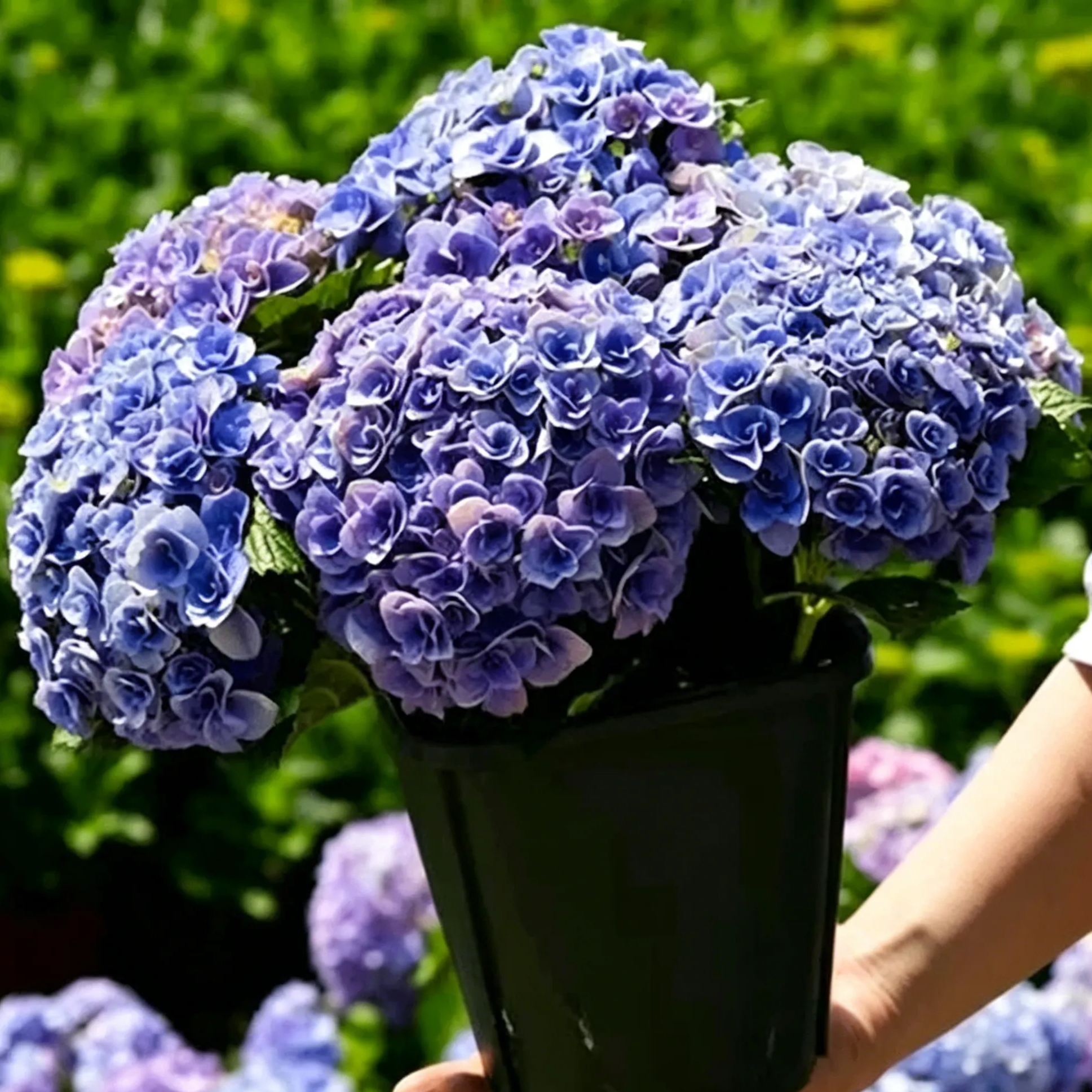 🔥🔥Mix Hydrangea Seeds - Beautiful and Hardy Perennial Seeds for Your Garden