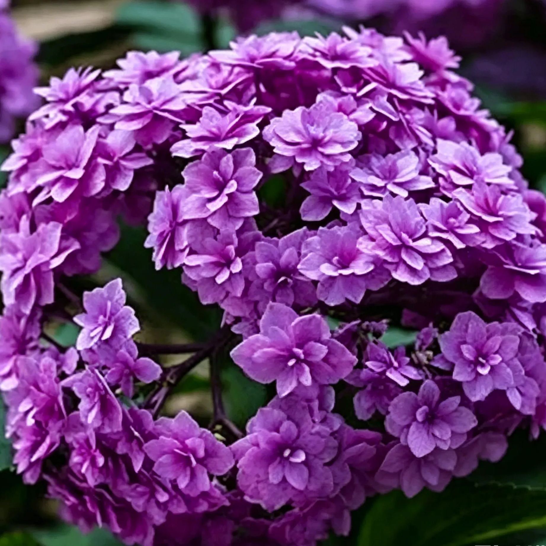 🔥🔥Mix Hydrangea Seeds - Beautiful and Hardy Perennial Seeds for Your Garden