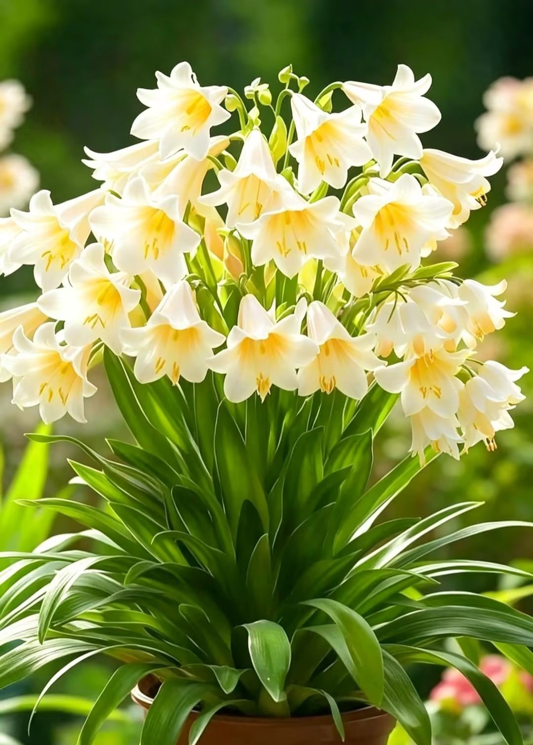 🌿Lily of the Valley – Elegance That Lasts Year After Year 🌸