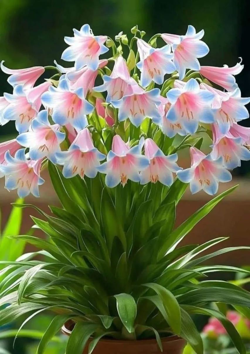 🌿Lily of the Valley – Elegance That Lasts Year After Year 🌸