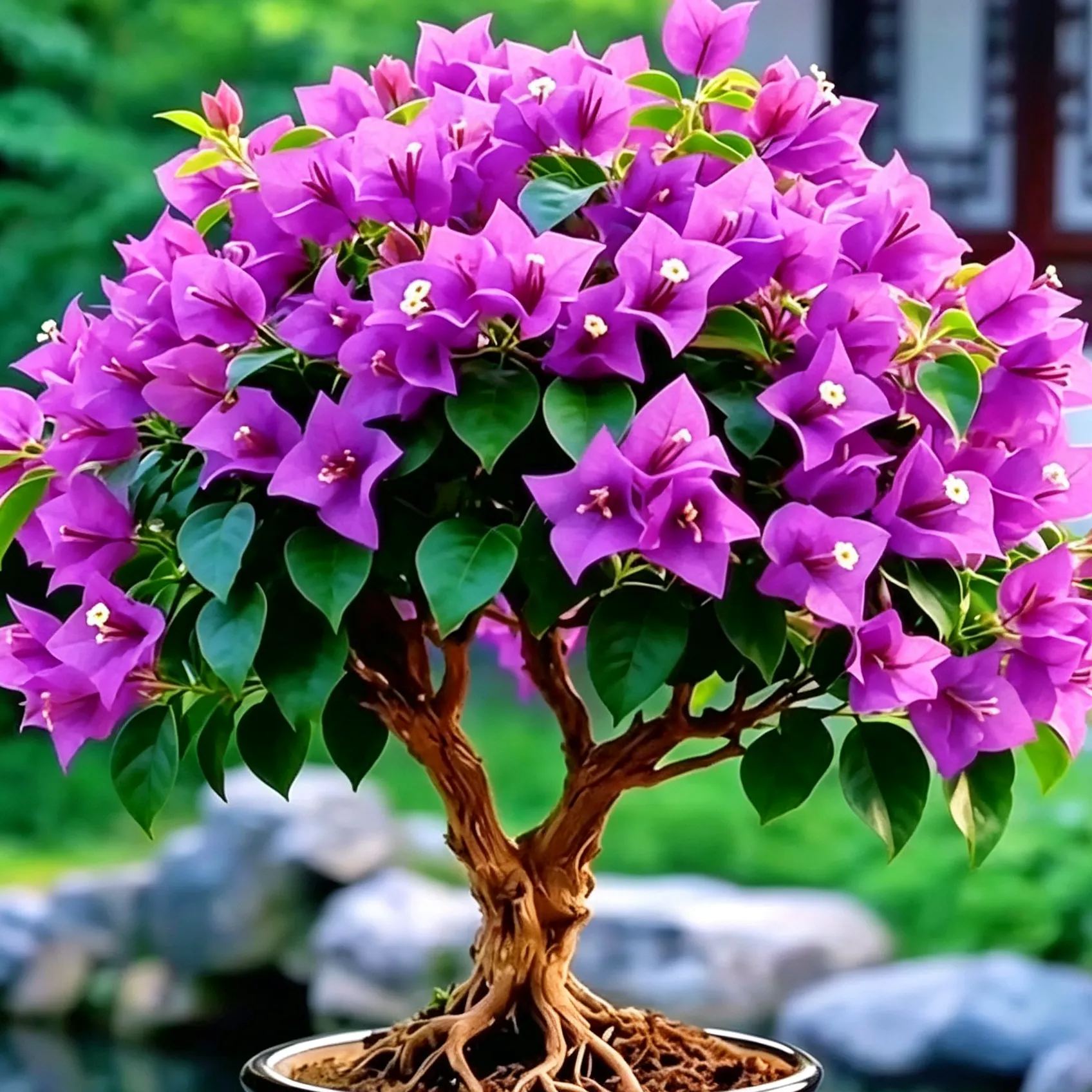 🌺 [Blooming Machine] Bougainvillea Saplings – The Heat-Loving Vine That Never Stops Flowering
