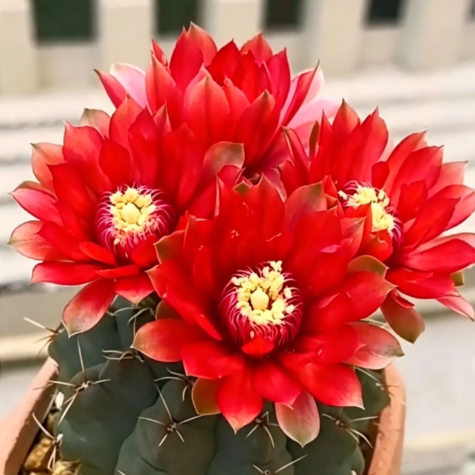 🌵Rare cactus bulb